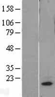 MRPL18 Protein (Over-Expression Lysate Myc-DDK (Flag))
