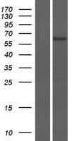 ZNF708 Protein (Over-Expression Lysate Myc-DDK (Flag))