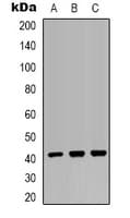 MRPS22 Antibody (Internal)