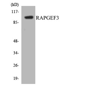 RAPGEF3 / EPAC Antibody (aa740-789)