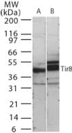 SIGIRR Antibody (aa334-358)