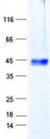 Human DUSP26 / MKP8 Protein (Recombinant GST, N-terminus + His, C-terminus)