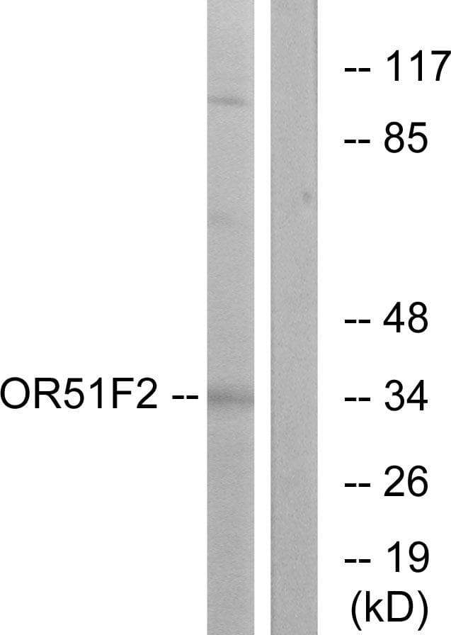 Polyclonal Rabbit anti-Human OR51F2 Antibody (IF, WB)