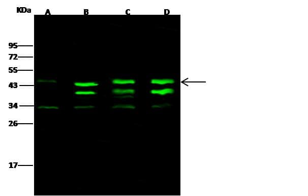 Polyclonal Rabbit anti-Human CSNK2A2 Antibody (Preservative Free, IF, WB)