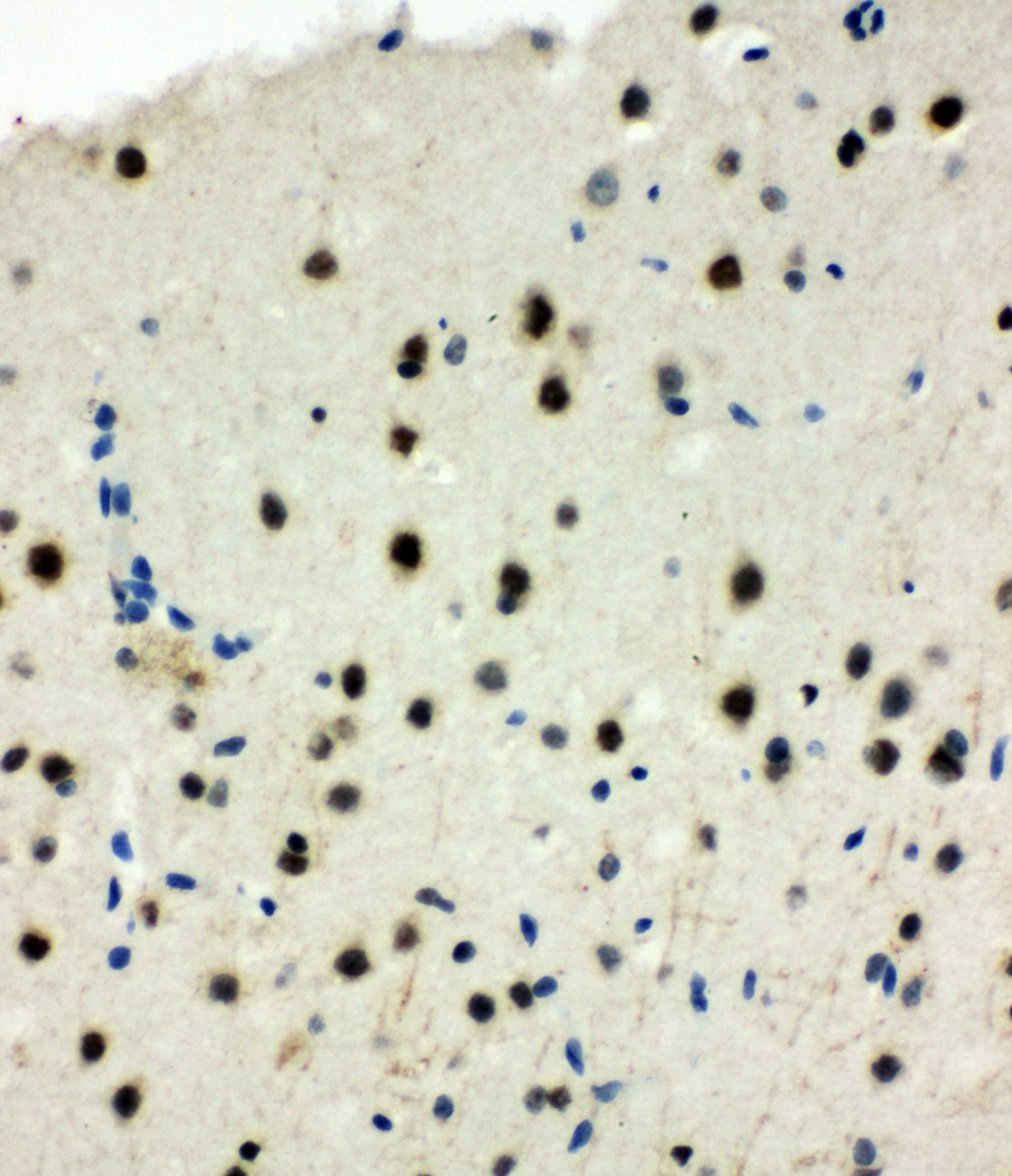 Polyclonal Rabbit anti-Human MCM6 Antibody (aa589-605, IHC, WB)