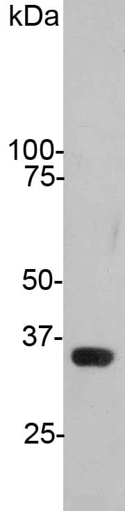 GAPDH Antibody