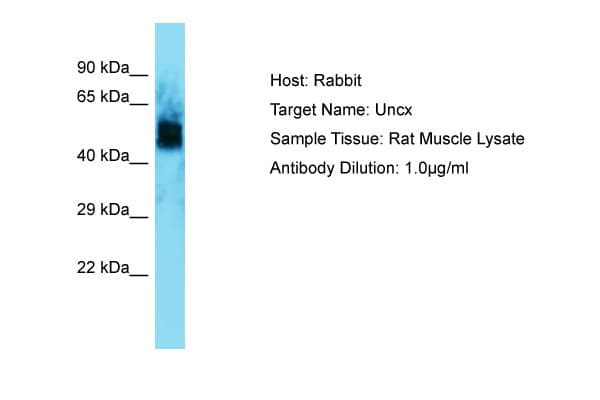 UNCX Antibody (aa72-121)