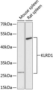 KLRD1 / CD94 Antibody