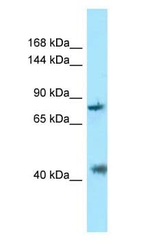 Polyclonal Rabbit anti-Human PACS1 Antibody (aa890-939, WB)