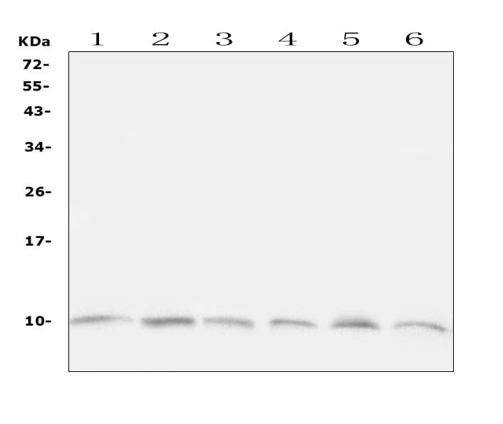 Polyclonal Rabbit anti-Human UBB / Ubiquitin B Antibody (aa77-152, IHC, WB)