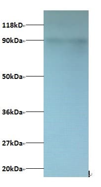 CXCL5 Antibody (FITC)