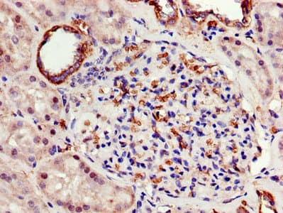 ATP5A1 / ATP Synthase Alpha Antibody