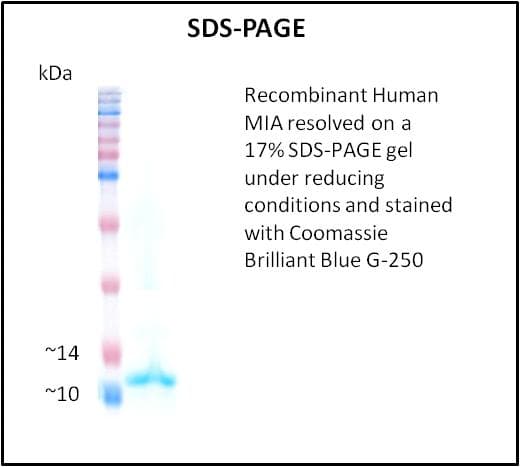 Human MIA / CD-RAP Protein (Recombinant)