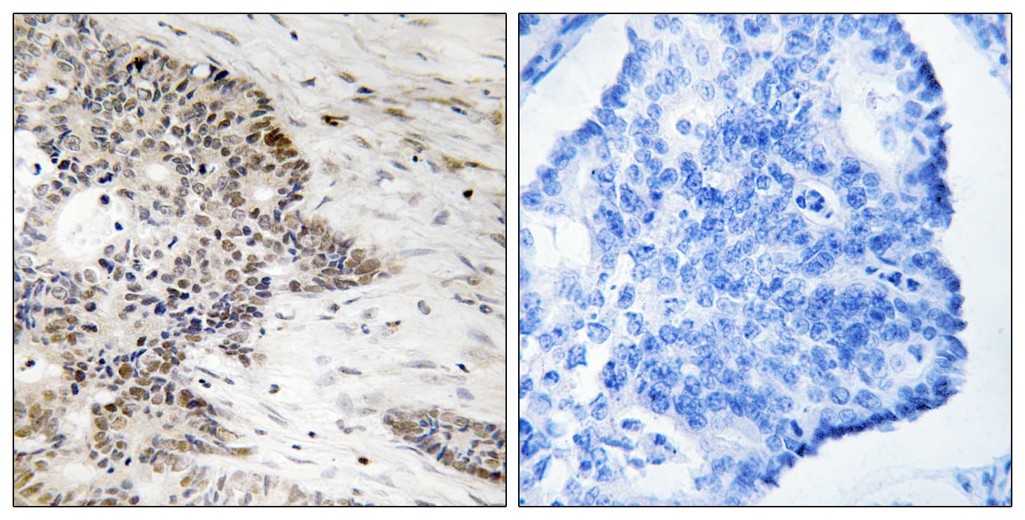 Histone H2A Antibody (phospho-Thr121)