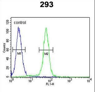 Polyclonal Rabbit anti-Human FOS / c-FOS Antibody (aa263-291, WB)