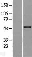 GFI1 Protein (Over-Expression Lysate Myc-DDK (Flag))
