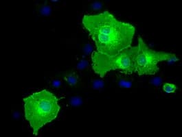 BTN1A1 Antibody (clone OTI1G2)