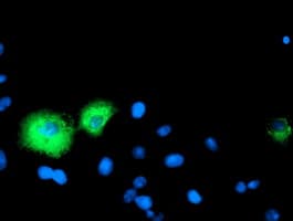 Monoclonal Mouse anti-Human CPA1 / Carboxypeptidase A Antibody (clone OTI1D11, IF, WB)