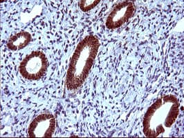 EPCAM Antibody (clone OTI1H9)