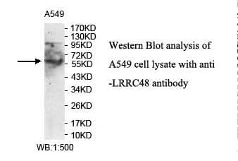 LRRC48/DRC3 Antibody (aa245-416)