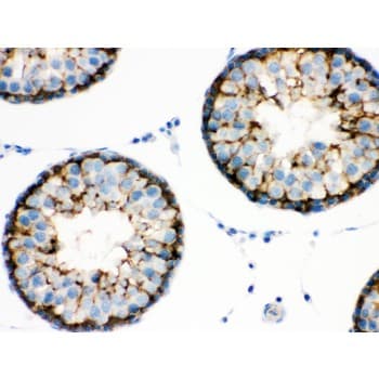 BAG2 Antibody (aa1-211)