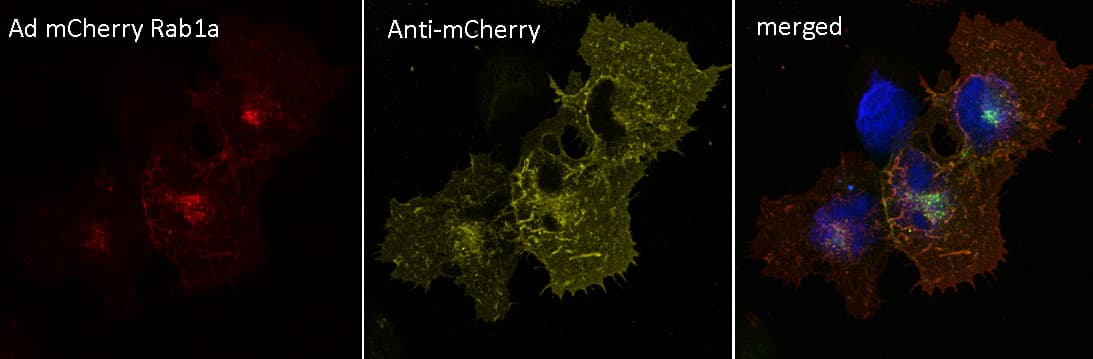 Polyclonal Goat anti-Discosoma mCherry Antibody (IHC, IF, WB)