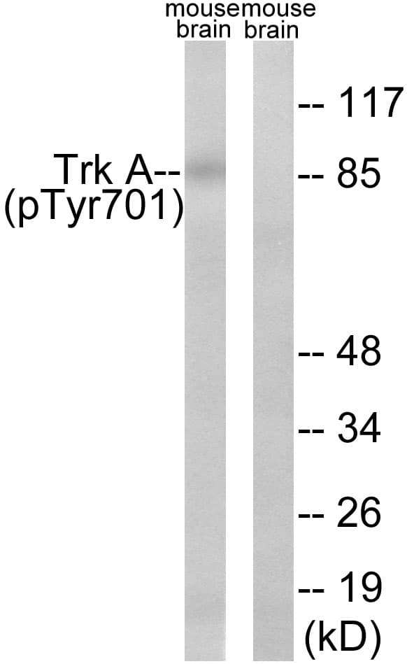 NTRK1 / TrkA Antibody (phospho-Tyr701)
