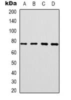 Polyclonal Rabbit anti-Human CEP76 Antibody (Internal, IHC, WB)