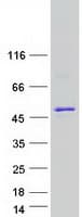 Human HNRNPD / AUF1 Protein (Recombinant Myc-DDK (Flag))