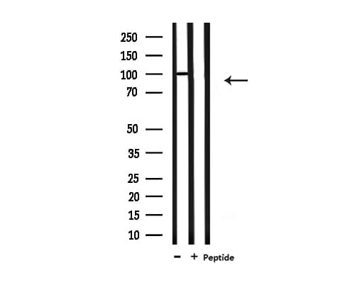 PSMD2 Antibody