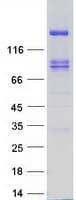 Human PTPRS Protein (Recombinant Myc-DDK (Flag))