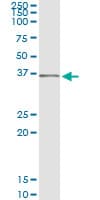 SEC13 Antibody (clone 1G7)