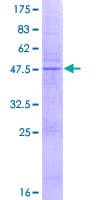 Human MS4A4A Protein (Recombinant GST)