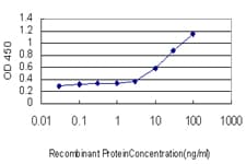 CLIC3 Antibody (clone 3F8)