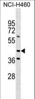 MEIS3 Antibody (aa240-266)