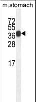 SYT8 Antibody (aa60-88)