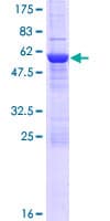 Human NUBPL Protein (Recombinant GST)