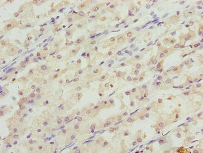 RER1 Antibody