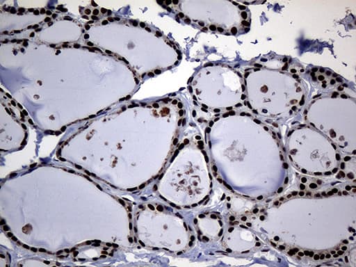 Monoclonal Mouse anti-Human CDC45 Antibody (clone OTI4F3, aa1-270, IHC, WB)