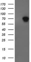 ALX4 Antibody (clone OTI6B3)