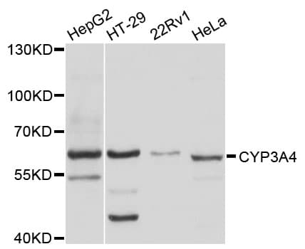 IHC-plus™ CYP3A4 / Cytochrome P450 3A4 Antibody