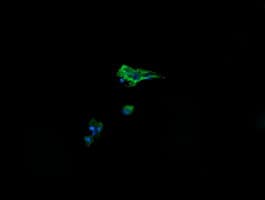 CRYAA / Alpha A Crystallin Antibody (clone OTI3B12, Carrier-free)