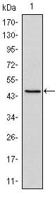 Monoclonal Mouse anti-Human POU5F1 / OCT4 Antibody (clone 5F7, WB)