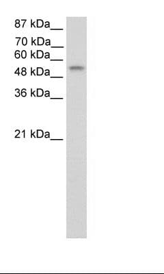 TEAD4 Antibody (C-Terminus)