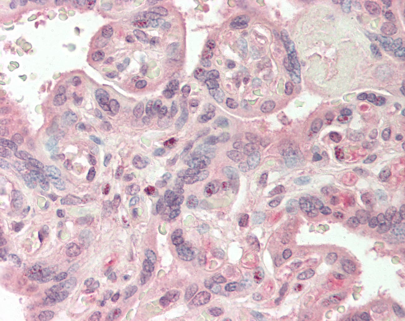COL1A2 / Collagen I Alpha 2 Antibody (aa1044-1093)