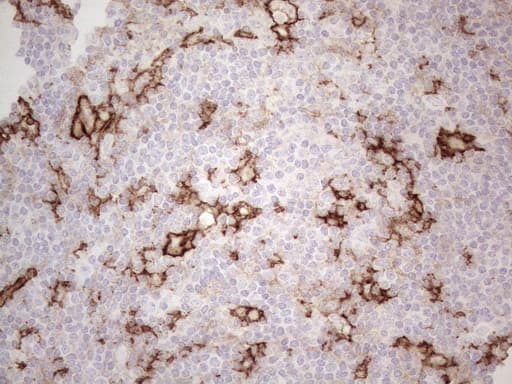 ITGAM / CD11b Antibody (clone OTI12C10)
