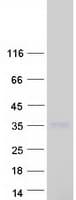 Human C1QL1 Protein (Recombinant Myc-DDK (Flag))