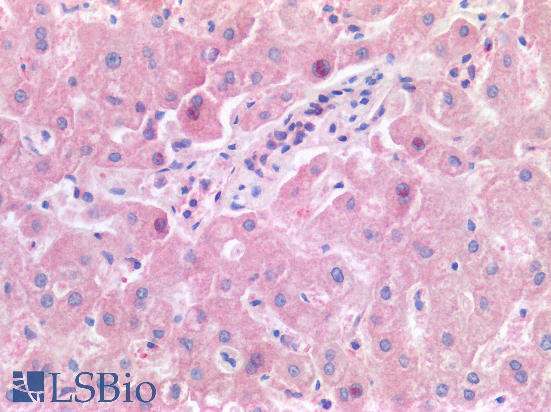 FTCD / 58K Golgi Protein Antibody