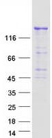 Human PIK3C2B Protein (Recombinant Myc-DDK (Flag))
