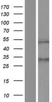 ZNF154 Protein (Over-Expression Lysate Myc-DDK (Flag))